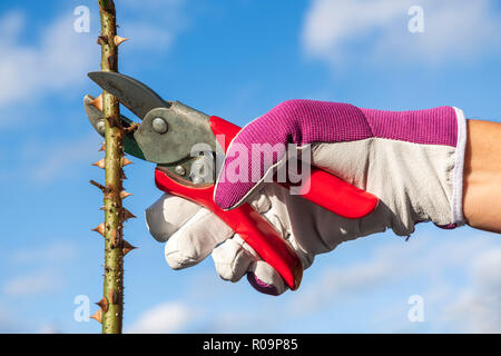 Woman pruning roses using secateurs whilst wearing leather gloves, UK. Garden shears cutting rose stem. Stock Photo