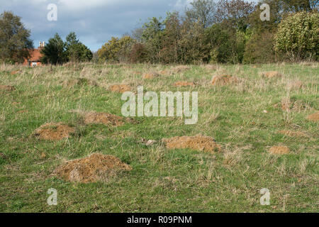 Anthills constructed by yellow meadow ants (Lasius flavus). Chalk grassland (acid grassland) with lots of ant hills or mounds. Stock Photo