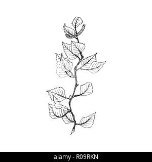 Birch tree branch contour line illustration. Tree twig with leaves and seeds on white background. Birch tree branch hand drawn autumn outline. Poster,banner,web design element. Isolated vector Stock Vector