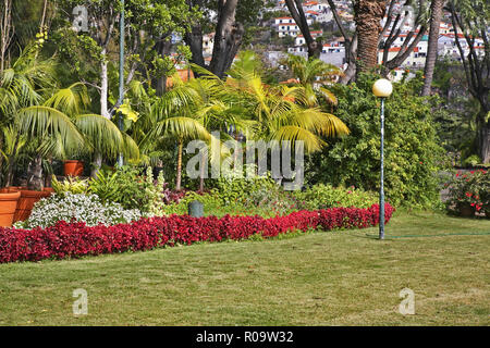 Plant nursery at Funchal. Madeira island. Portugal Stock Photo