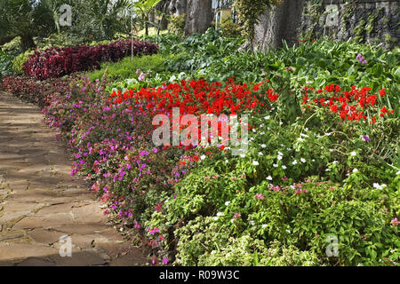 Plant nursery at Funchal. Madeira island. Portugal Stock Photo