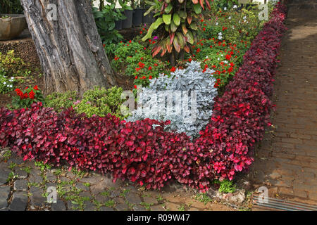 Plant nursery at Funchal. Madeira island. Portugal Stock Photo