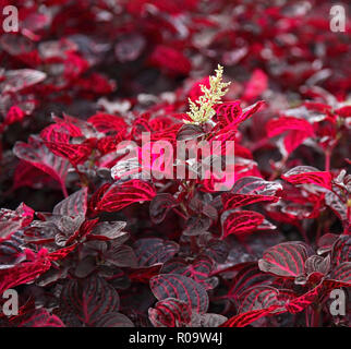 Plant nursery at Funchal. Madeira island. Portugal Stock Photo