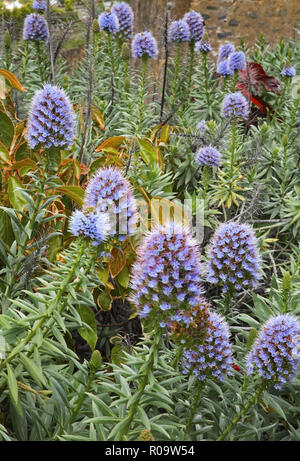 Plant nursery at Funchal. Madeira island. Portugal Stock Photo