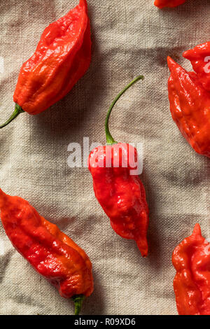 Raw Organic Spicy Bhut Jolokia Ghost Peppers Ready to Cook Stock Photo