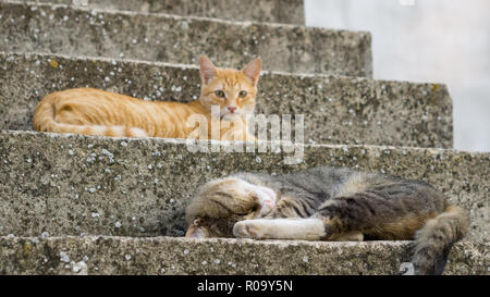 Young tiger brown cat sleeping on the stairs with yellow cat laying in the background Stock Photo