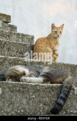 Young tiger brown cat sleeping on the stairs with yellow cat sitting in the background Stock Photo