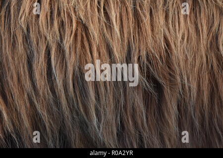 Close up photo of the fur of a Highland Cow in Scotland, Bos taurus taurus, Highland Cattle Stock Photo