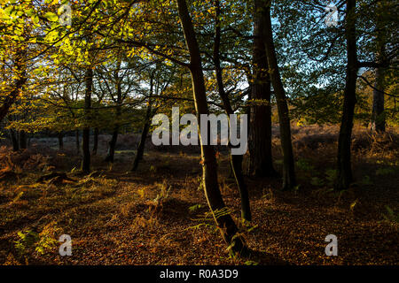 Autumn colours descend on Ornamental Drive in the New Forest, Hampshire, England, UK Stock Photo