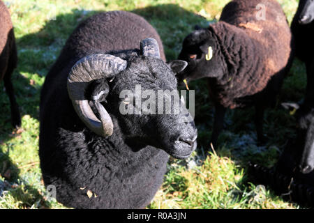 Black Welsh Mountain ram with curly horns in a field on a farm in Carmarthenshire Wales UK  KATHY DEWITT Stock Photo