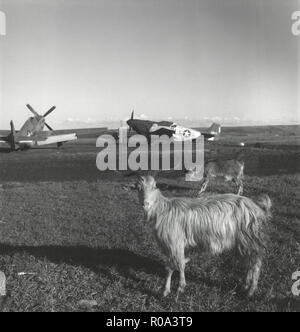 Goats on Runway at American Air Base with Airplanes in Background, Ramitelli, Italy, Toni Frissell, March 1945 Stock Photo