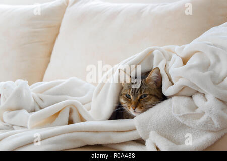 Beautiful european cat is relaxing in the soft white blanket on a sofa Stock Photo