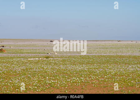 Desert landscape flowered due to rainfall that left the child's phenomenon Stock Photo