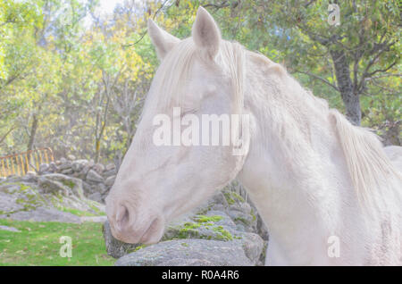 Equus ferus caballus. Lateral view of white horse head. Beautiful albino specimen. Moment when the eye is closed. Peaceful animal. Natural scene. Stock Photo