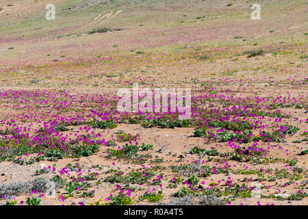 Desert landscape flowered due to rainfall that left the child's phenomenon Stock Photo