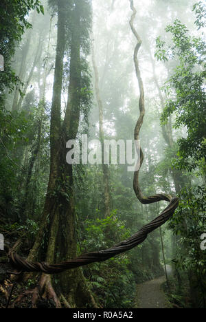A view up to the canopy of giant trees and vines with forest mist and a narrow path underneath (Lyrebird Track) in Dorrigo National Park, Australia. Stock Photo