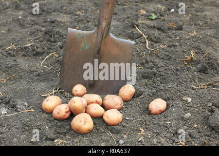 Potato shovel deals