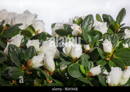 Azalea, Rhododendron Simsii-gruppen (Rhododendron simsii Stock Photo - Alamy