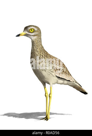 Digital illustration of an Eurasian stone-curlew Stock Photo