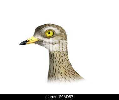 Digital illustration of an Eurasian stone-curlew Stock Photo