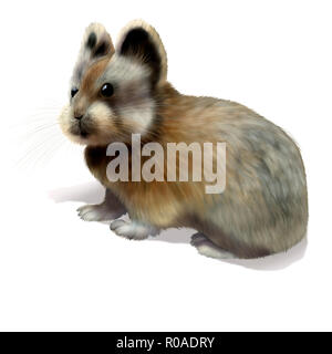 Digital illustration of a Ochotona iliensis, ili pika Stock Photo