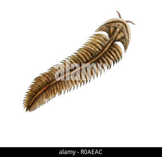 Ediacara Spriggina fossil, digital illustration Stock Photo