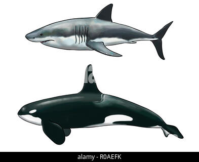 Digital watercolor of a killer whale comparison with a white shark Stock Photo