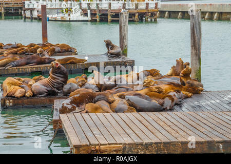 Colony of Sea lions resting on platform at San Francisco Pier 39, California, United States. Pier 39 is located at the edge of Fisherman's Wharf distr Stock Photo
