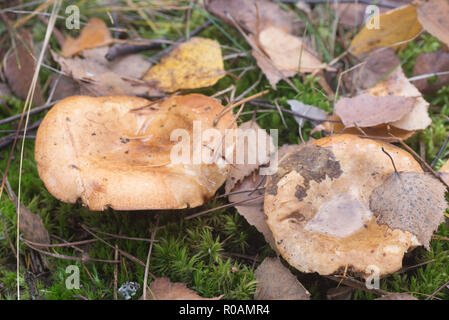 Paxillus involutus, brown roll-rim, poison pax mushrooms in forest Stock Photo