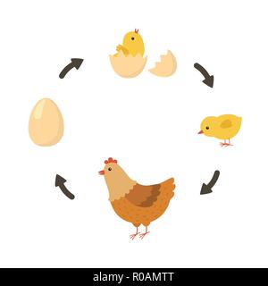 Life cycle of the chicken. Vector illustration Stock Vector