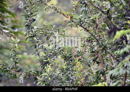 Asian Blue Throated Barbet Stock Photo