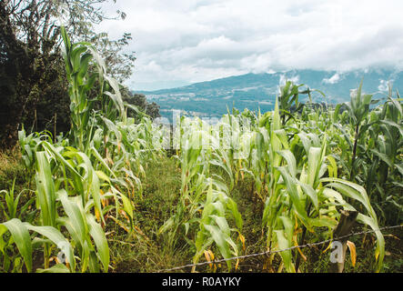 A field growing maize with views over the green hilly landscape worked into small farms in the rural mountains of Guatemala Stock Photo
