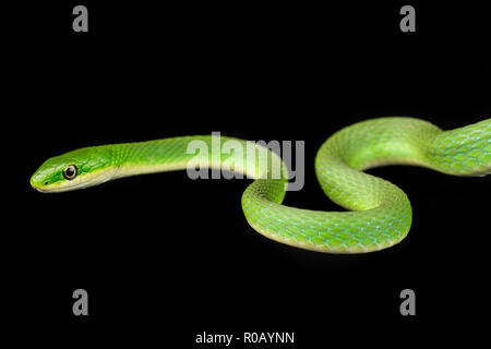 Opheodrys aestivus / Rough green snake Stock Photo