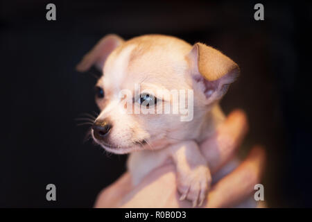 Adorable portrait of a tiny golden brown puppy chihuahua held in a hand with a dark background Stock Photo