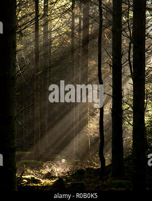 Crepuscular rays streaming through trees in Glengarra Woods, Cahir, Co. Tipperary in early morning in Autumn. Stock Photo