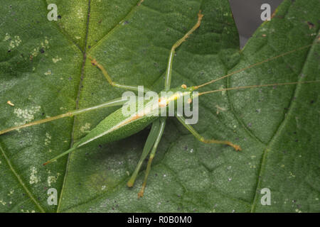 Dorsal view of female Oak Bush Cricket (Meconema thalassinum) resting on oak leaf. Tipperary, Ireland Stock Photo