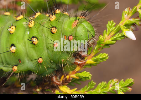 Emperor Moth caterpillar (Saturnia pavonia) feeding on heather plant. Tipperary, Ireland Stock Photo