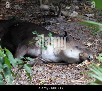 A Tapir sleeping under a tree Stock Photo