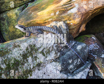 Eastern Water Dragon (Intellagama lesueurii lesueurii, formerly Physignathus lesueurii) at Parsley Bay Reserve in Vaucluse, Sydney, Australia. Stock Photo