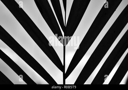 Symmetrical composition of diagonal lines, of a plant, in black and white and against the light, Interesting and mysterious image about the beyond Stock Photo