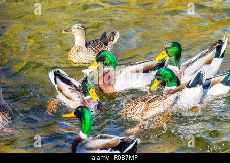 bird image wild ducks swim around the pond in the park Stock Photo