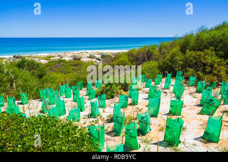 New native plants with seedling protectors planted in a sand Dune Conservation Area at Cottesloe Beach, Stock Photo