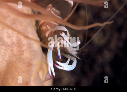 Close-up of a Magnificent Anemone Shrimp (Ancylomenes magnificus) in an Anemone. Anilao, Philippines Stock Photo