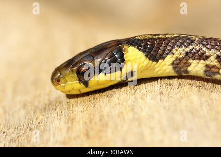 detail of juvenile colorful Zamenis longissimus, the aesculapian snake Stock Photo