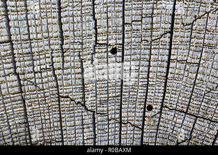 detail of wood borers attack on oak old plank Stock Photo