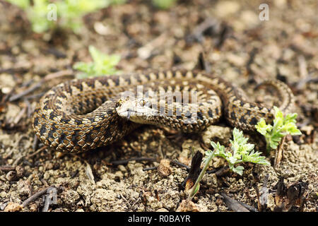 rarest european snake, the meadow viper ( Vipera ursinii rakosiensis, full length reptile in natural habitat ) Stock Photo