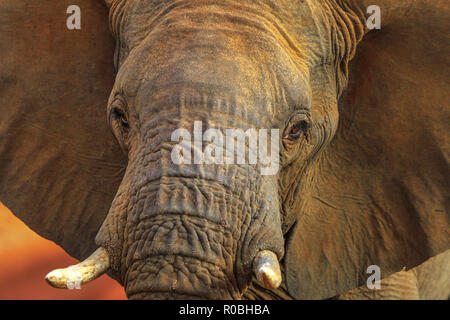 Closeup of adult african Elephant, Loxodonta, part of popular Big Five. Game drive safari in Madikwe Game Reserve, South Africa, near Botswana border and Kalahari Desert. Front view, details of face.