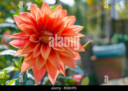 Dahlia flower orange pink petals close up, detail Stock Photo