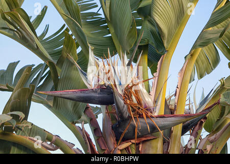 Young flower bud in banana tree Stock Photo