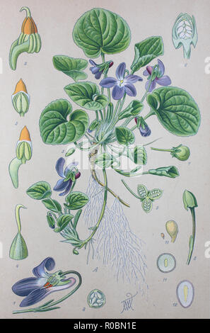 Digital improved high quality reproduction: Viola odorata is commonly known as wood violet, sweet violet, English violet, common violet, florist's violet, or garden violet Stock Photo